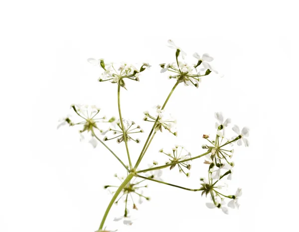 Primo piano di minuscoli boccioli di fiori sullo sfondo bianco — Foto Stock