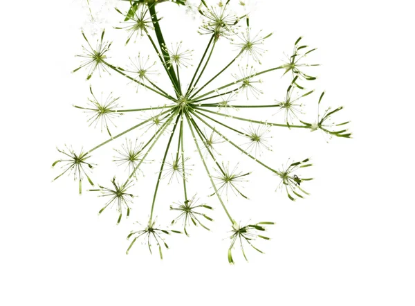 Nahaufnahme winziger Blütenknospen vor weißem Hintergrund — Stockfoto