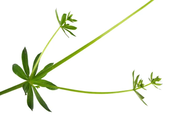 Emergente planta jovem contra fundo branco — Fotografia de Stock