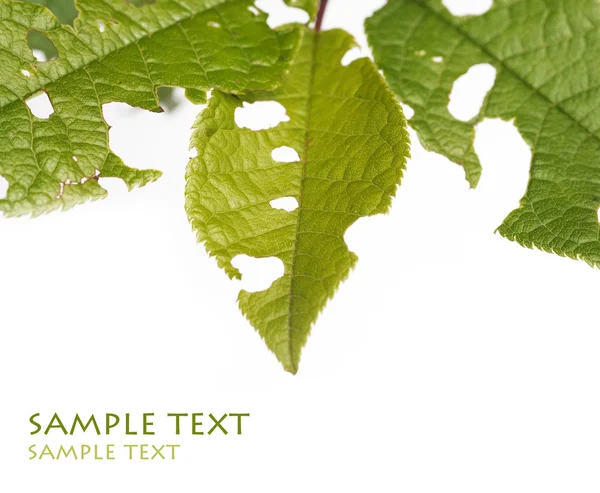 Young green leaves with holes against white background — Stock Photo, Image