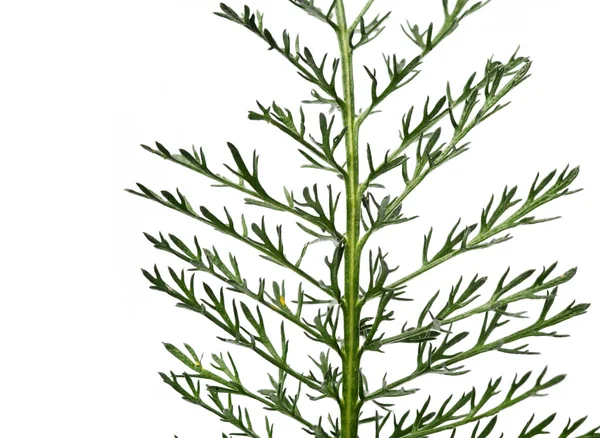 白い背景の出現の若い植物 — ストック写真