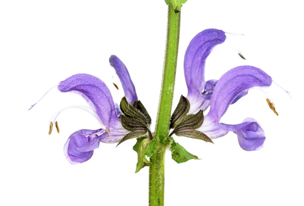 Kaunis violetti kukka valkoista taustaa vasten — kuvapankkivalokuva