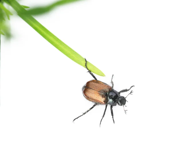 Pequeño insecto entre hierba verde sobre fondo blanco — Foto de Stock