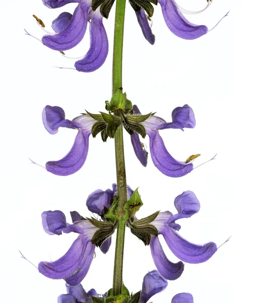 Bellissimo fiore viola sullo sfondo bianco — Foto Stock