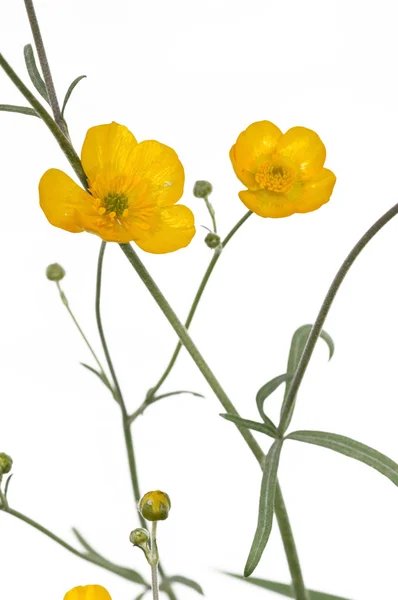 Piękny obraz streszczenie żółte kwiaty na białym tle — Zdjęcie stockowe