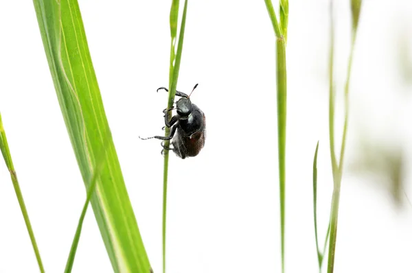 Pequeno inseto entre grama verde contra fundo branco — Fotografia de Stock