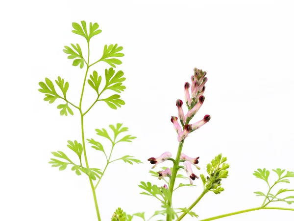 Beautiful small plant against white background — Stock Photo, Image