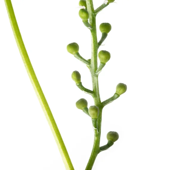 Nahaufnahme von winzigen Blütenknospen und Blüten vor weißem Hintergrund — Stockfoto