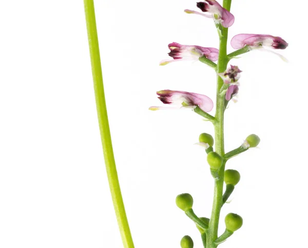 Close-up de pequenos botões de flores e flores contra fundo branco — Fotografia de Stock