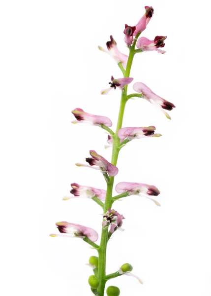 小小的花蕾和白色背景花朵的特写 — 图库照片