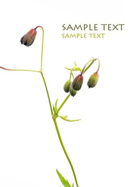 Close-up van kleine bloemknoppen tegen witte achtergrond — Stockfoto