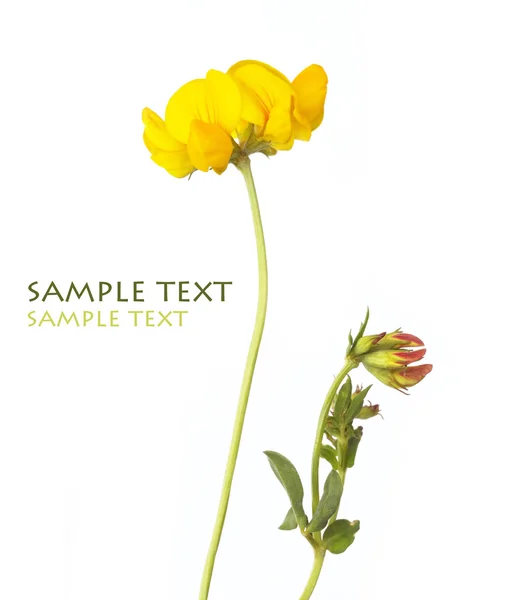 흰색 배경에 노란색 꽃의 사랑 스러운 추상 이미지 — 스톡 사진