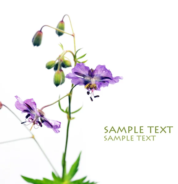 Beautiful purple flower against white background — Stock Photo, Image