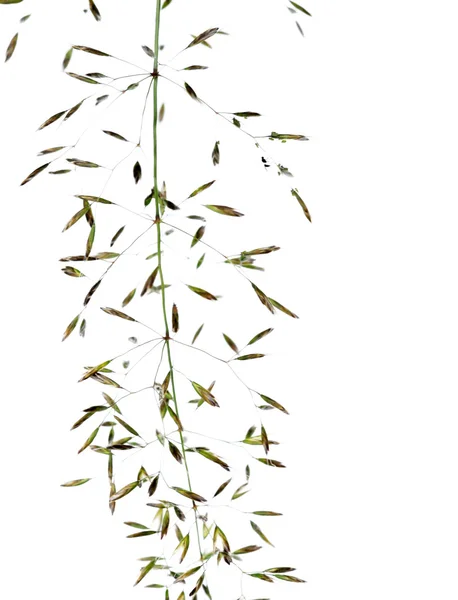 Linda imagem abstrata da flora contra fundo branco — Fotografia de Stock