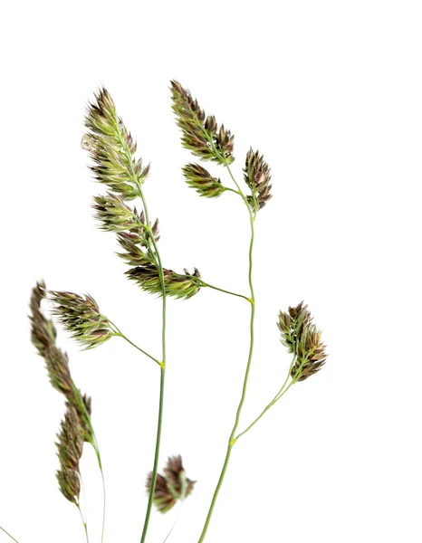 Schöne Pflanze vor weißem Hintergrund — Stockfoto