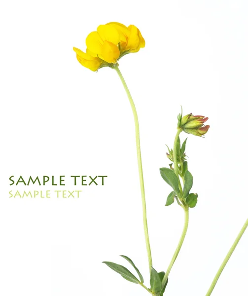 Linda imagem abstrata de flores amarelas contra fundo branco — Fotografia de Stock