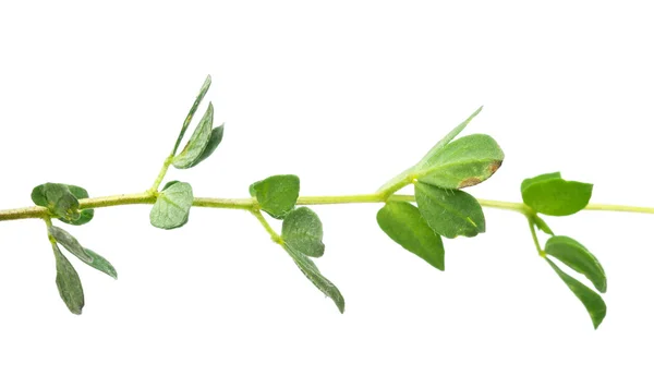 Young green leaves against white background — Stock Photo, Image