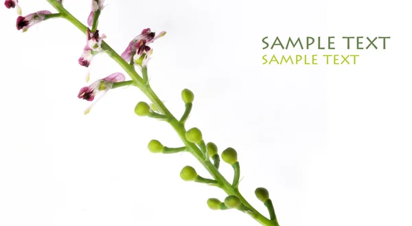 Close-up of tiny flower buds and flowers against white background — Stock Photo, Image