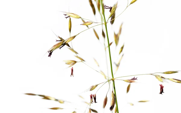 Прекрасне абстрактне зображення флори на білому тлі — стокове фото