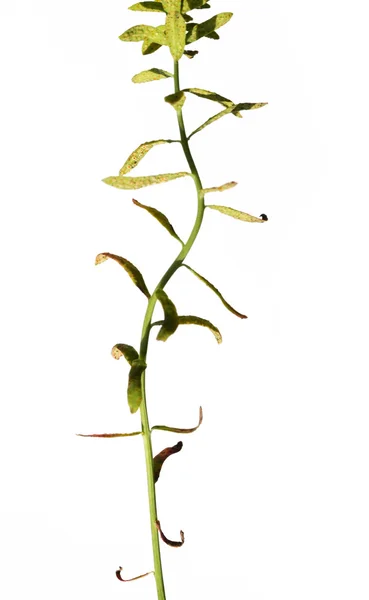 Preciosa imagen abstracta de la flora sobre fondo blanco —  Fotos de Stock