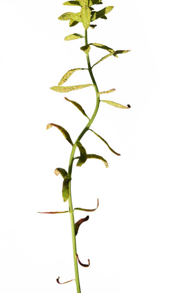 Lovely abstract image of flora against white background