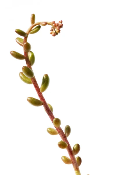 흰색 배경 식물의 아름 다운 추상 이미지 — 스톡 사진