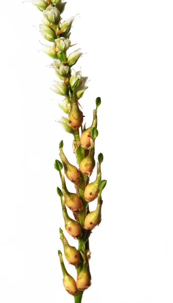 白い背景の小さな花の芽のクローズ アップ — ストック写真