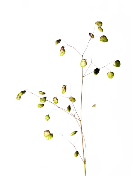 흰색 배경에 대 한 젊은 식물 신흥 — 스톡 사진