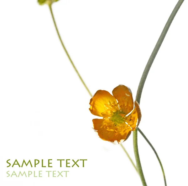 Beyaz arka plan sarı çiçek güzel soyut resim — Stok fotoğraf