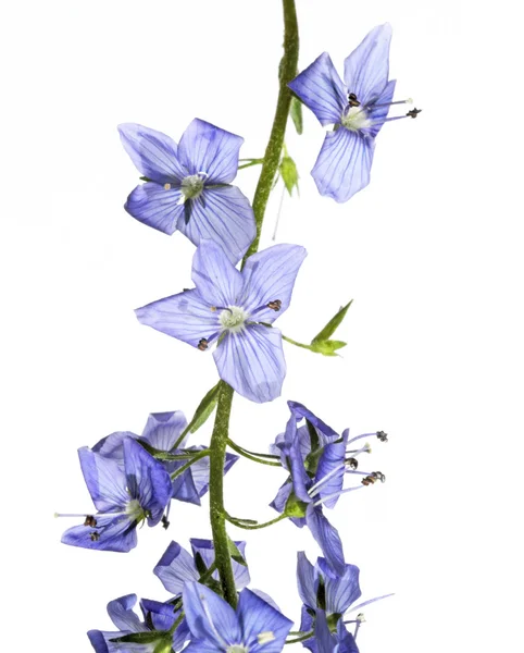 Vackra blå blommor mot vit bakgrund — Stockfoto
