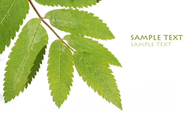 Young green leaves against white background — Stock Photo, Image