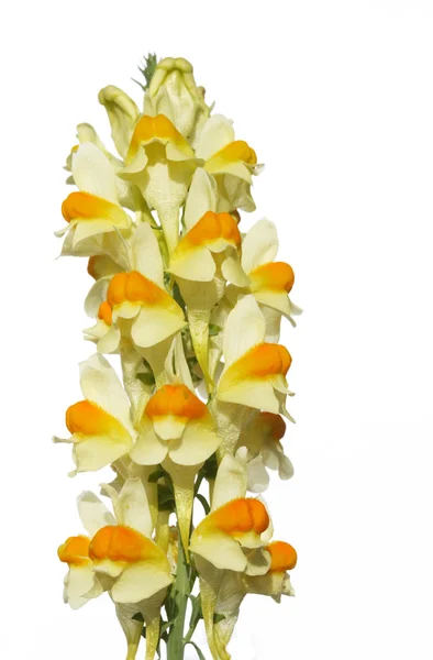 Lovely yellow flowers against white background — Stock Photo, Image
