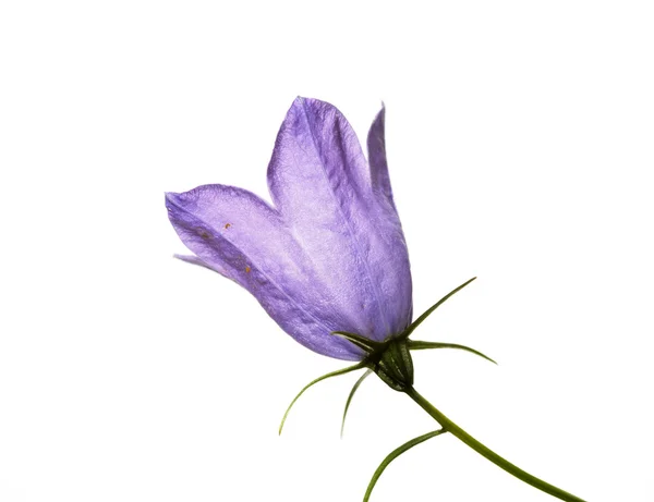 Hermosas flores púrpuras sobre fondo blanco — Foto de Stock