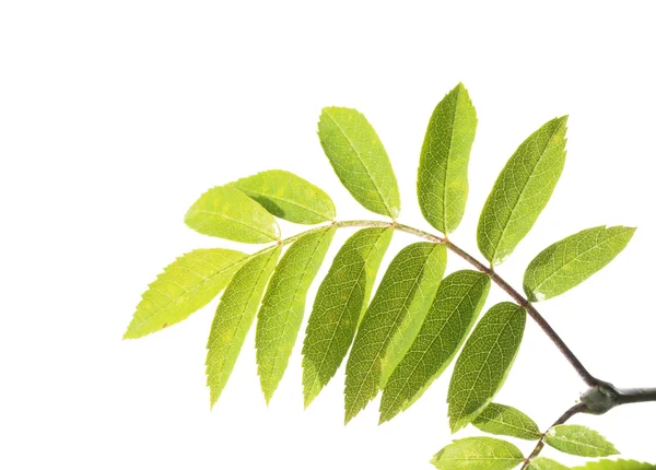 年轻的绿色的树叶白色背景 — 图库照片