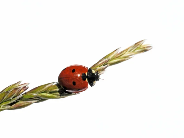 Schöne Marienkäfer auf Flora vor weißem Hintergrund — Stockfoto