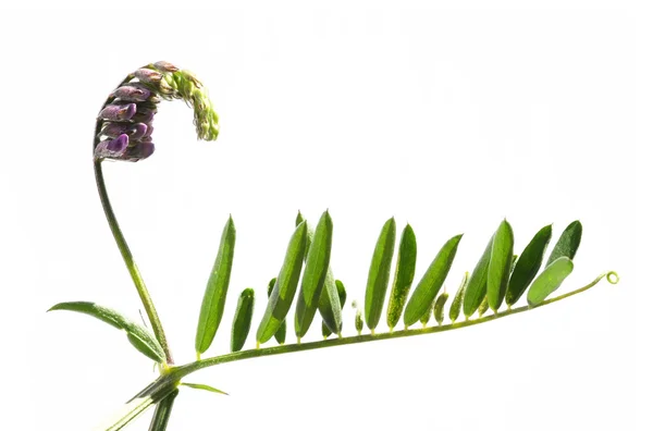 Schöne lila Blüten und grüne Blätter vor weißem Hintergrund — Stockfoto