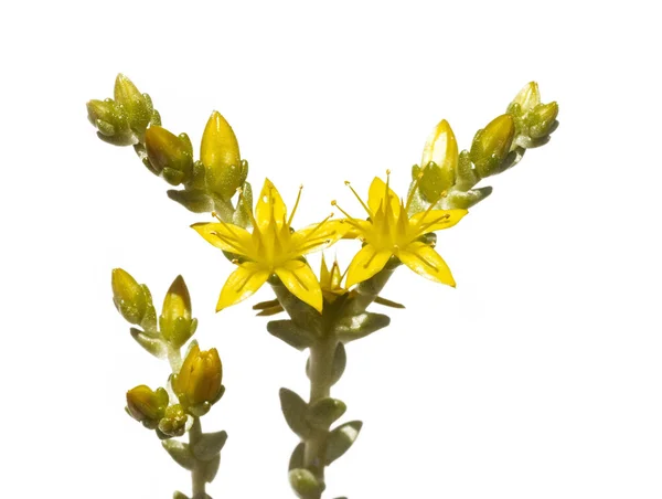 Krásné žluté květy bílé pozadí — Stock fotografie