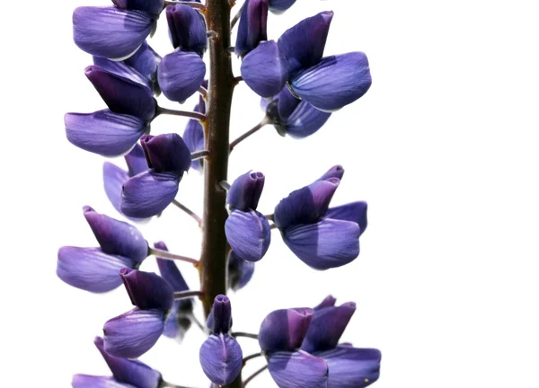 Beautiful purple flowers against white background — Stock Photo, Image