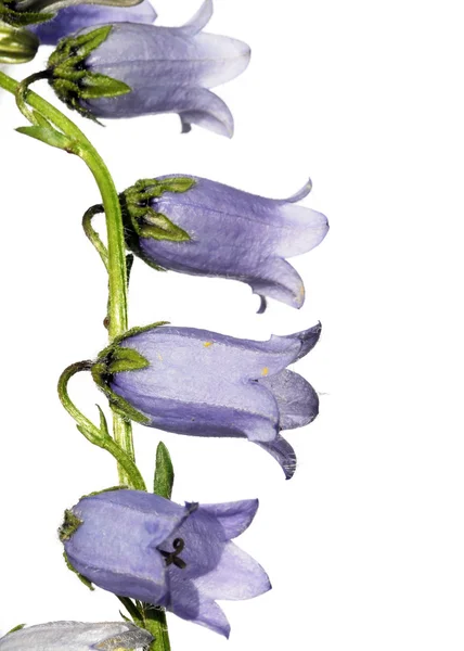 Krásné fialové květy bílé pozadí — Stock fotografie