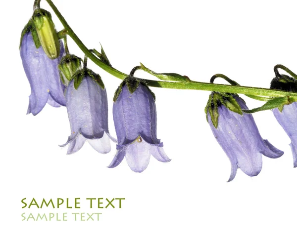 白色背景紫色美丽的鲜花 — 图库照片