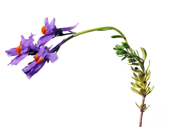 Purple flowers and green leaves against white background — Stock Photo, Image