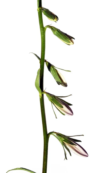 Молода рослина на білому тлі — стокове фото