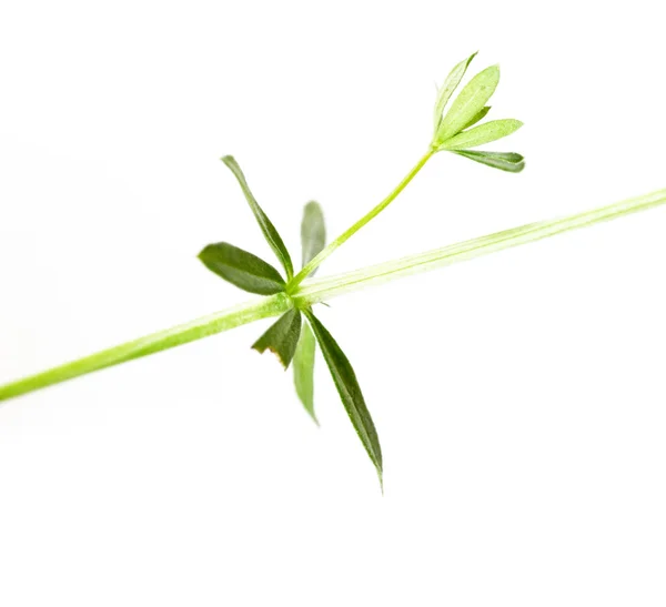 Emerging young plant against white background — Stock Photo, Image