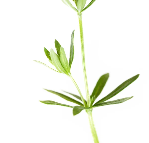 Jeune plante émergente sur fond blanc — Photo
