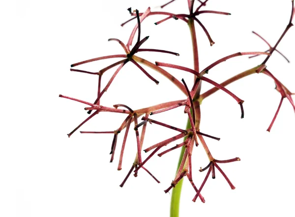 Krásné abstraktní obraz rostlin proti Bílému pozadí — Stock fotografie