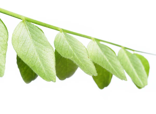Fiatal zöld levelek, fehér háttér — Stock Fotó