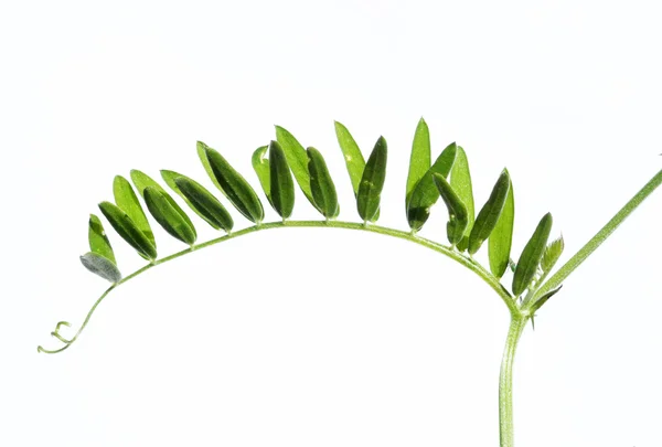 흰색 배경 식물 — 스톡 사진