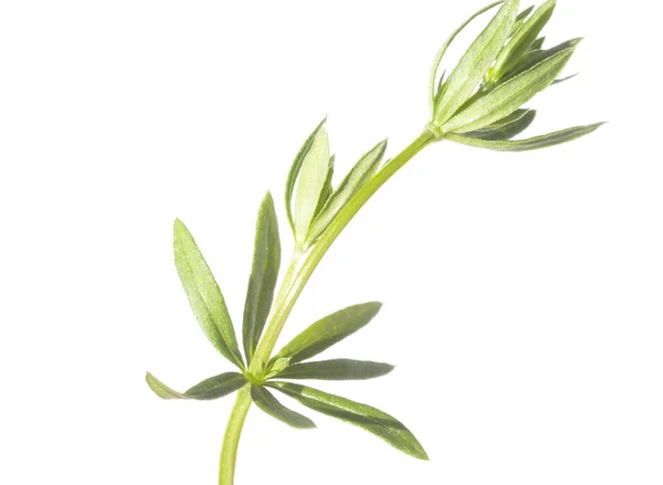 白い背景に対して植物 — ストック写真