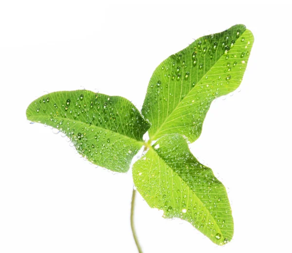 흰색 배경 식물 — 스톡 사진