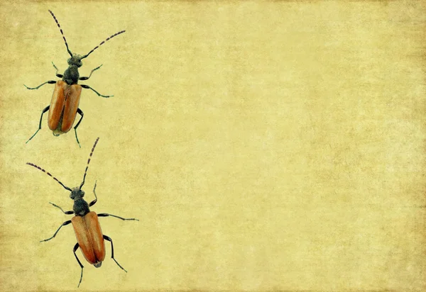 Image de fond terreux et élément de conception avec des coléoptères — Photo